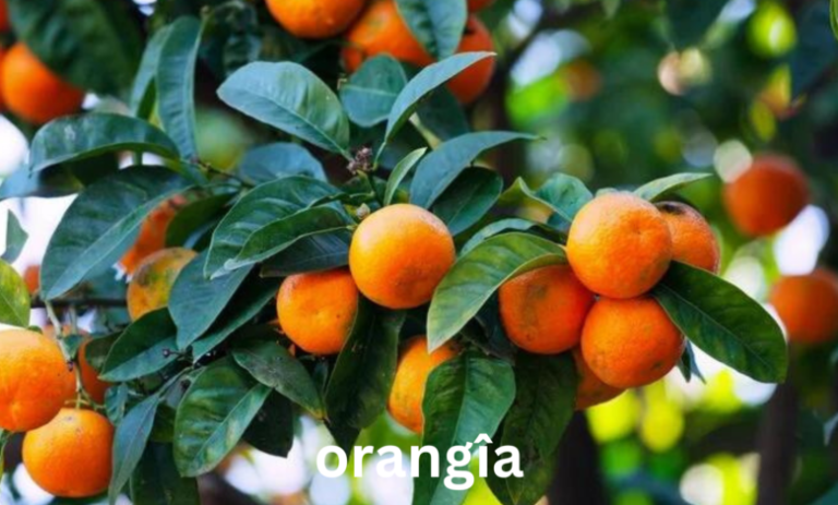 orangîa