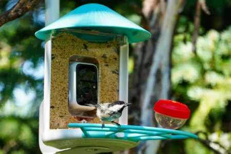 Birdfy Feeder