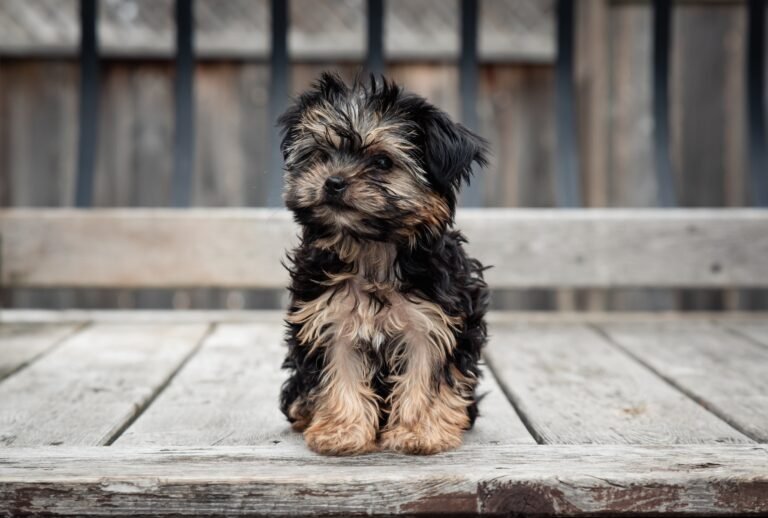 Morkie