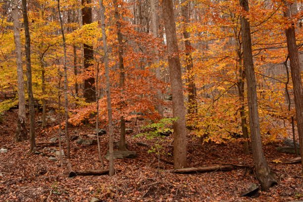 Annice Wood Maryland: A Modern Haven of Growth, Nature, and Community Annice wood maryland
